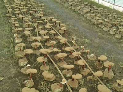 破壁靈芝孢子粉排名辨析 是消費(fèi)參考，還是營(yíng)銷游戲？